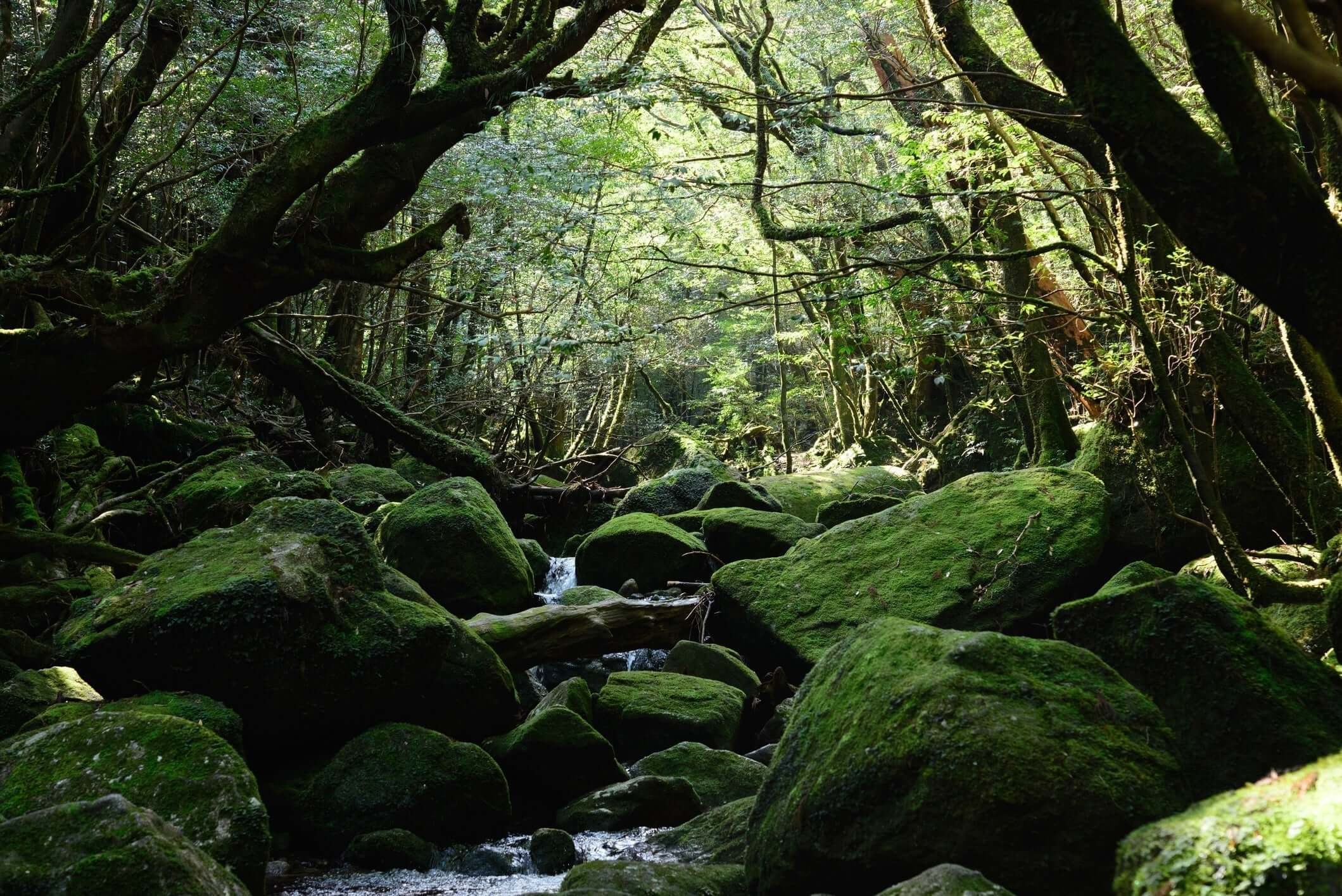 Wabi-Sabi trong mỹ phẩm Nhật Bản