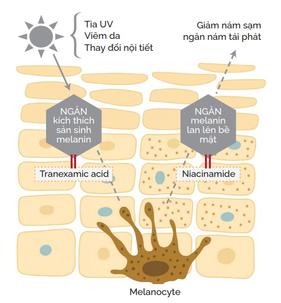 Cơ chế hoạt động bổ trợ lẫn nhau của Niacinamide và Tranexamic Acid