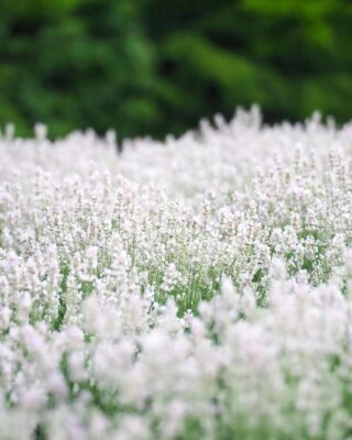 Oải hương trắng Misato Sekka Nhật Bản