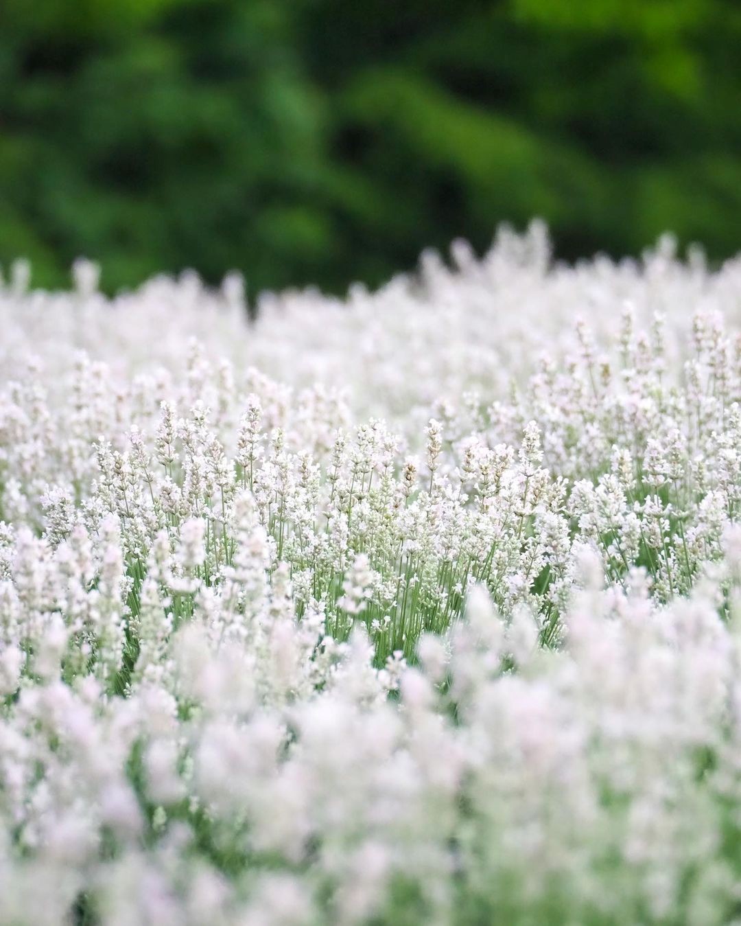 Oải hương trắng Misato Sekka Nhật Bản