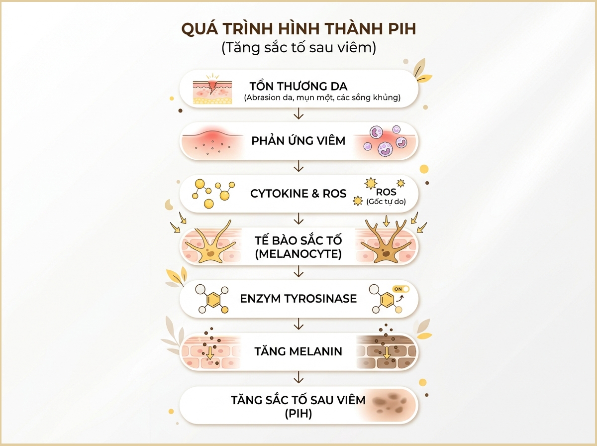 Tăng sắc tố sau viêm là gì? Vì sao vết thâm sau mụn có người mờ nhanh, có người kéo dài nhiều năm? 2 Cơ chế gây tăng sắc tố