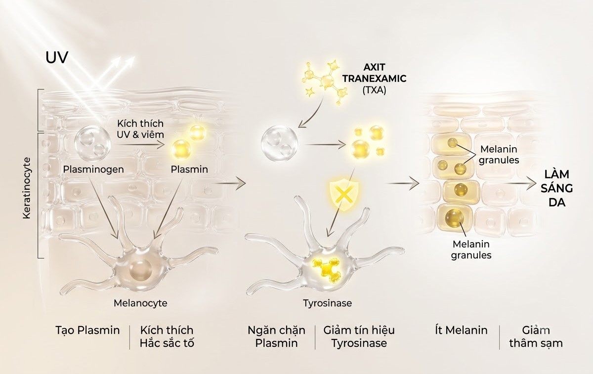 tranexamic acid trong sua rua mat 3